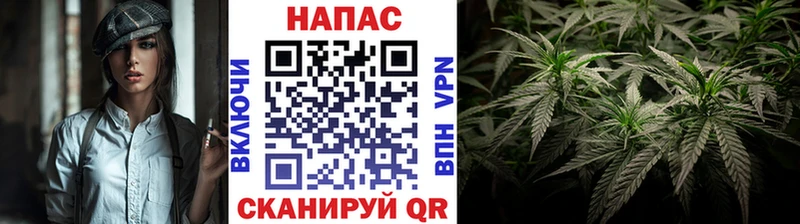 Конопля сатива  Устюжна 